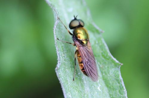 Réf. 212 858 : Chloromyia formosa